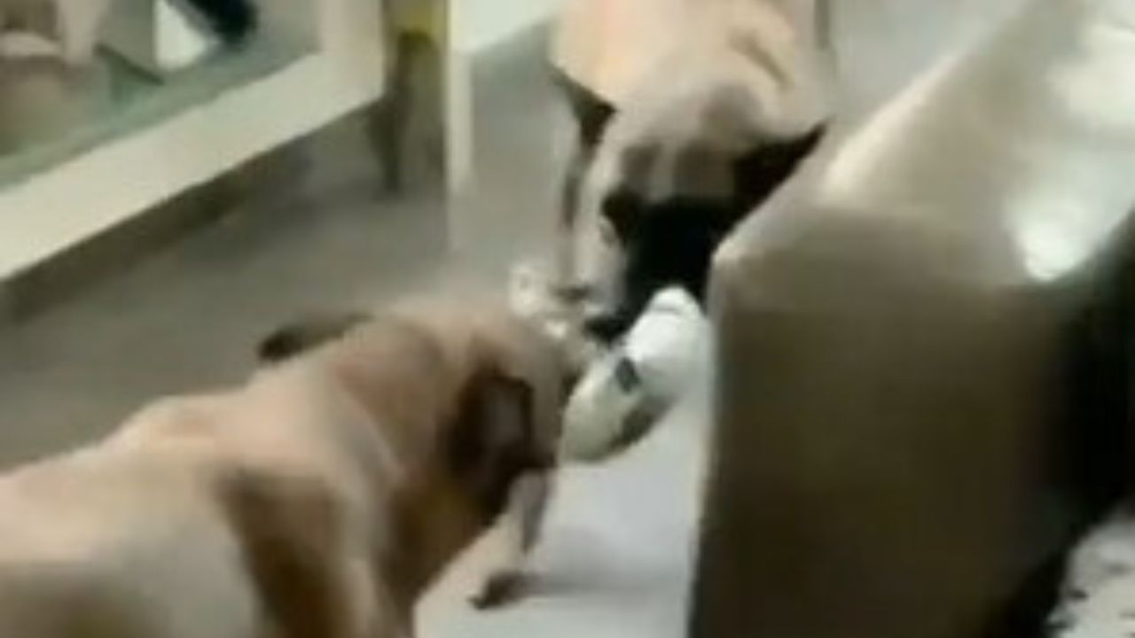 due cani che litigano