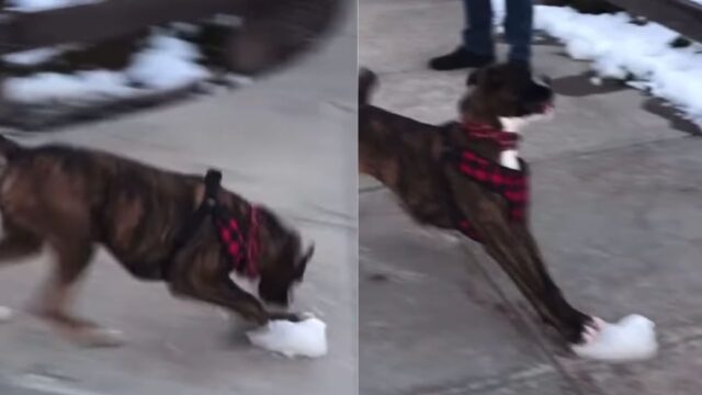 cane gioca con ghiaccio