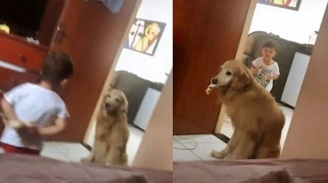Cane prende la merenda dalle mani di un bambino: la scena è esilarante