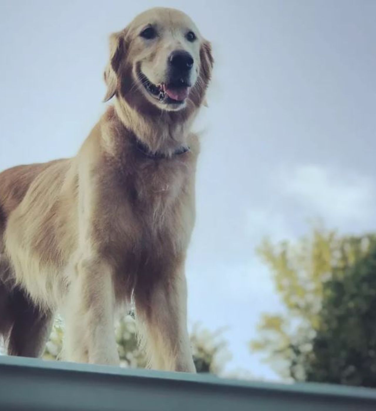un cane sopra un tetto