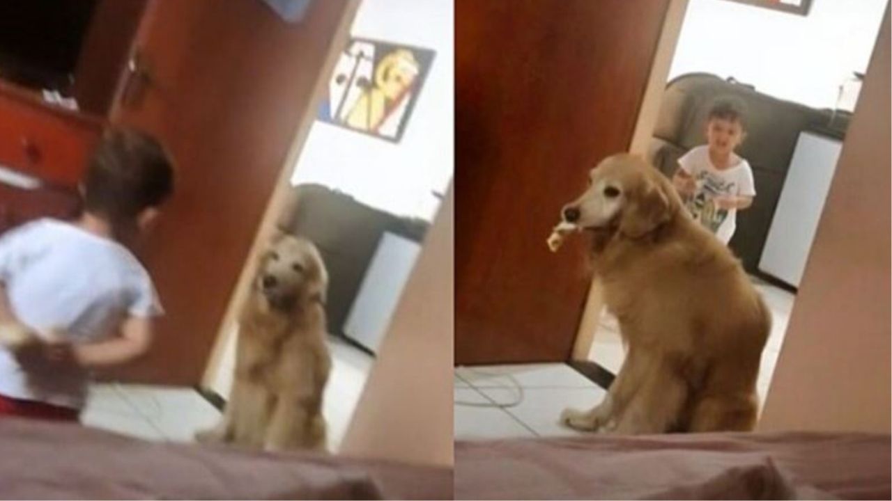 un golden retriever insieme ad un bambino