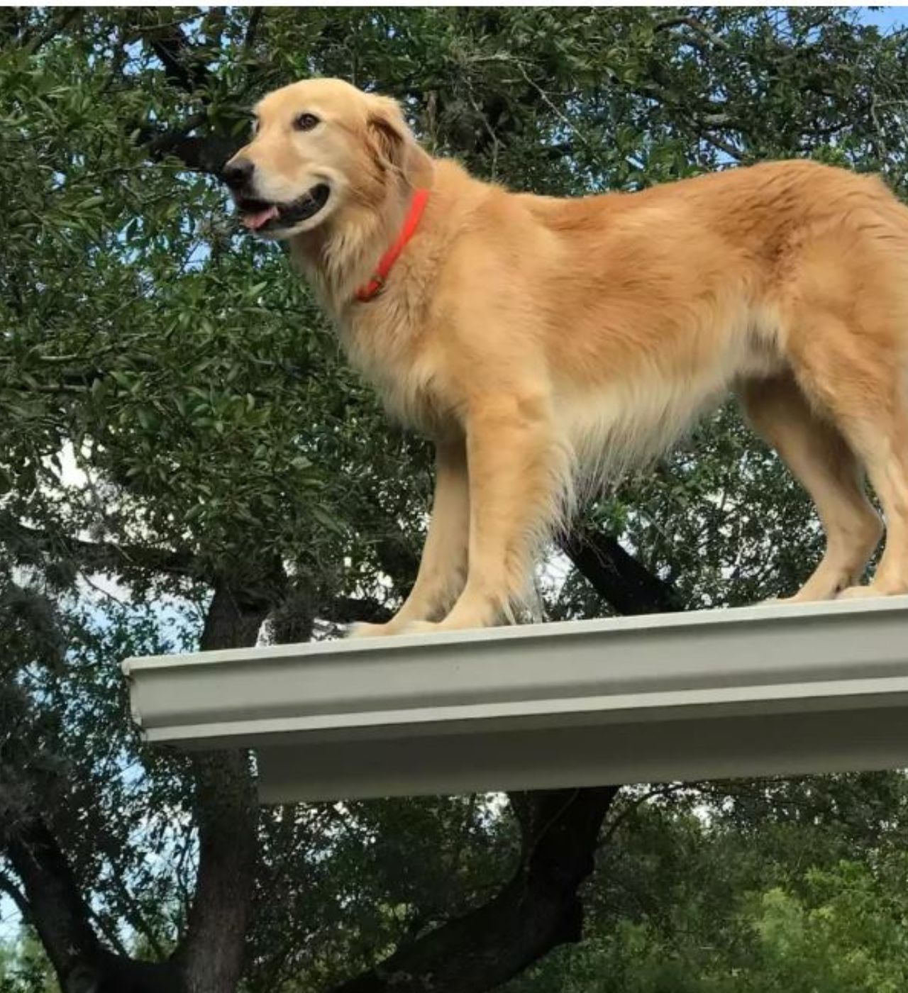 un cane che si affaccia dal tetto