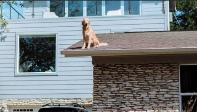 Questo Golden Retriever afferma la sua “superiorità” salutando tutti dal tetto della propria casa