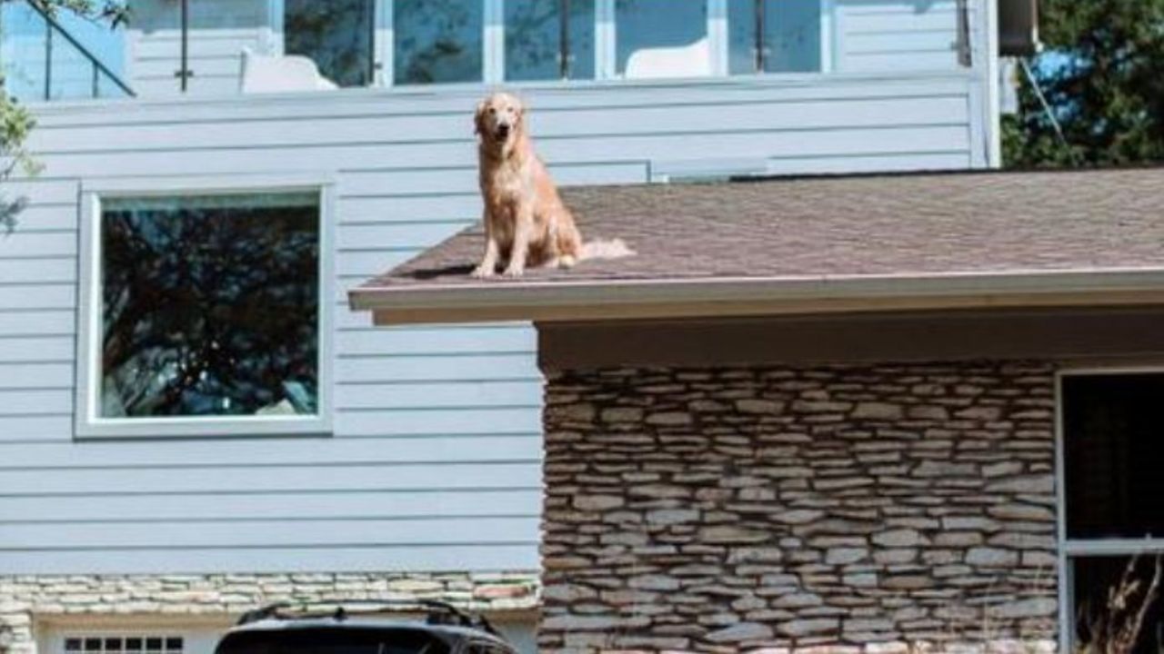 Un cane sul tetto di una casa
