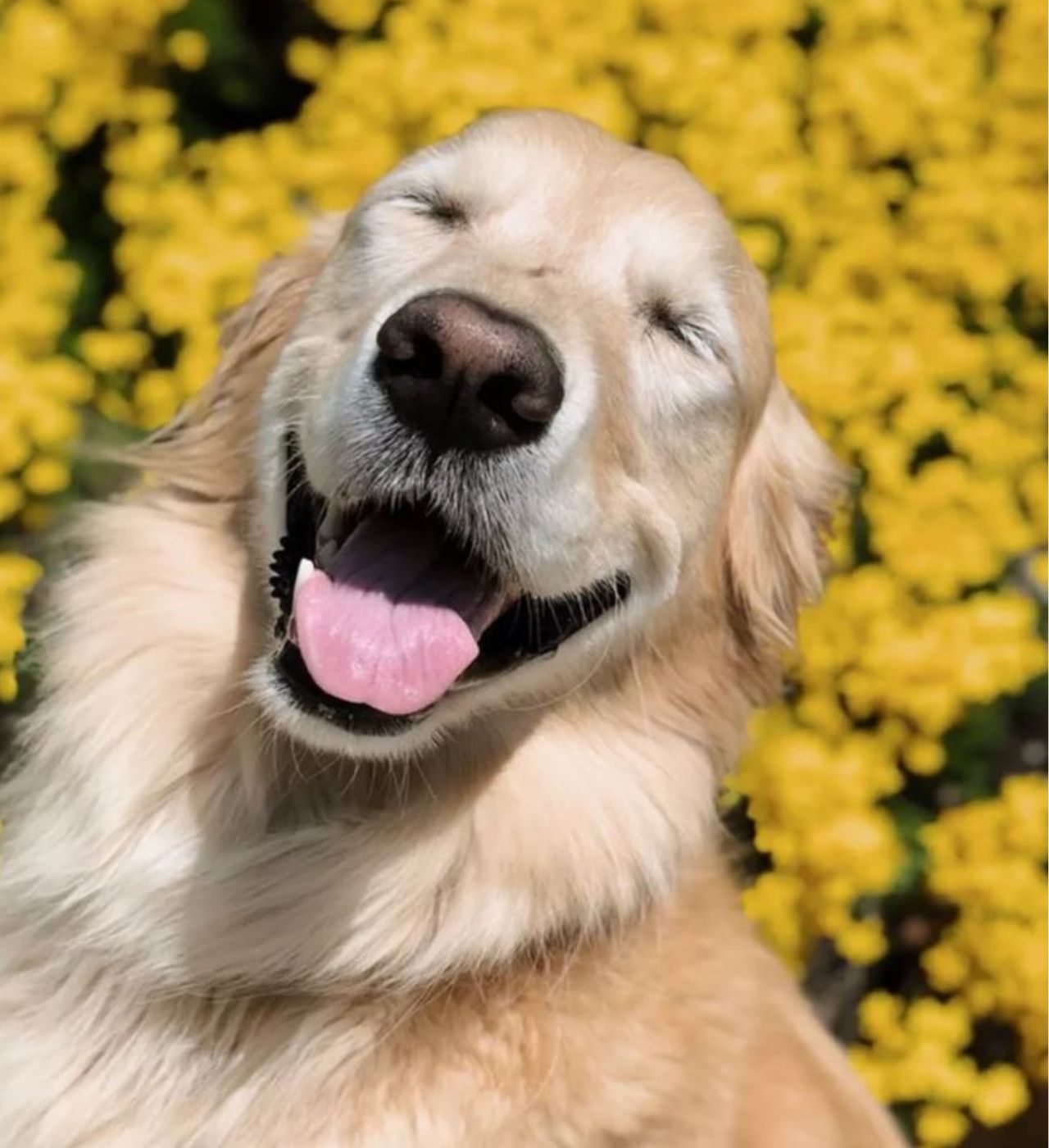 Un Golden Retriever in un campo di fiori