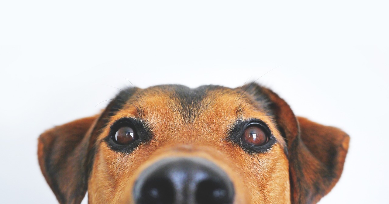 cucciolo di cane adottato