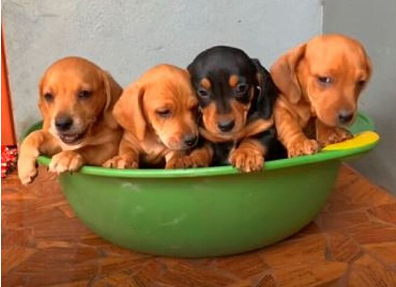 Quattro piccoli cuccioli di cane in una ciotola verde