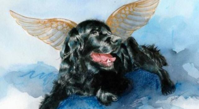 La struggente lettera di un cane al suo padrone dal cielo: “Io ti aspetto, come sempre”