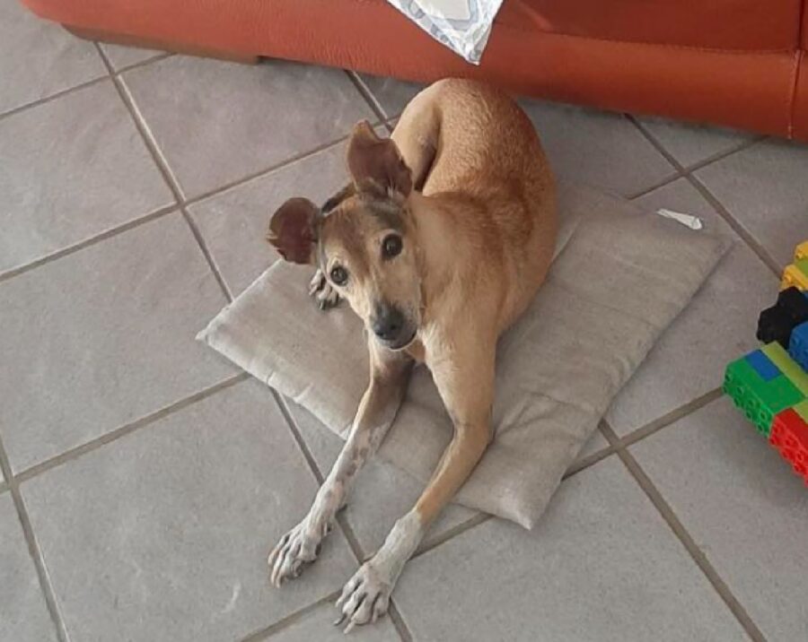 cane femmina si trova su cuscino