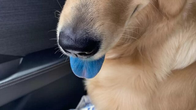 Lingua del cane blu: la donna lo aveva lasciato in auto davanti all’aria condizionata accesa