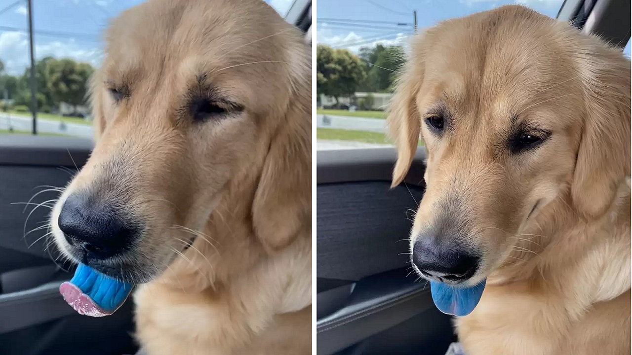 condizionatore d'auto e cani