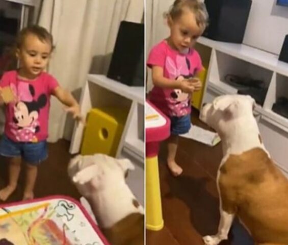 Un American Staffordshire e una piccola bambina: chi avrà la meglio sul biscotto?