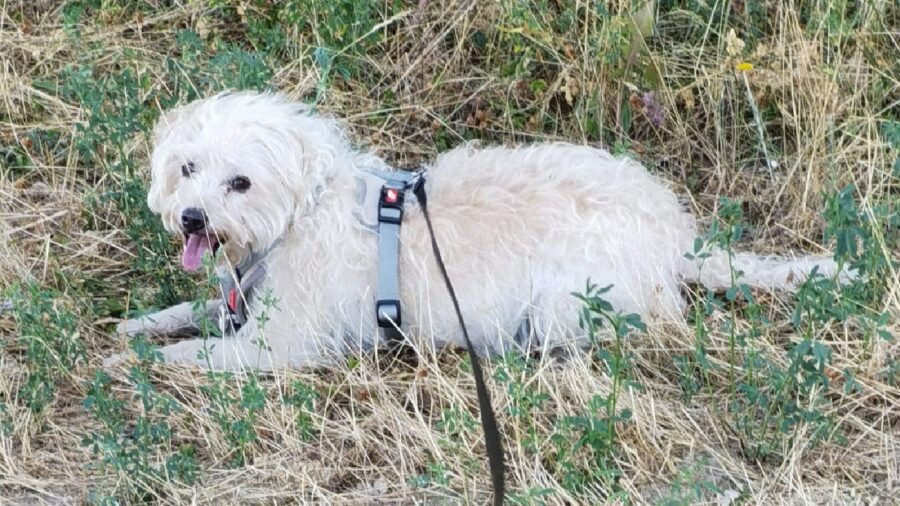 cagnolina pelo bianco semilungo