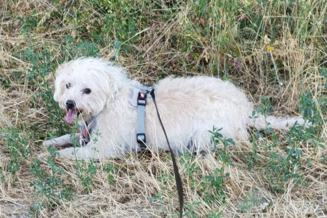 Mecciano, fugge via durante la consueta passeggiata, smarrita la cagnolina Lina