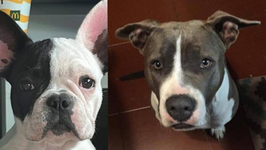 cagnoline amstaff e bulldog