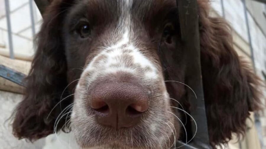 cane springer spaniel color bianco fegato