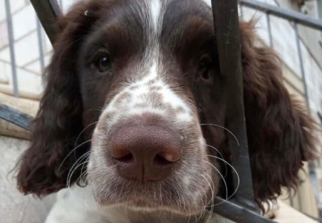 Monte di Malo, smarrito Springer Spaniel di 2 anni, il timido cagnolino risponde al nome di Argo