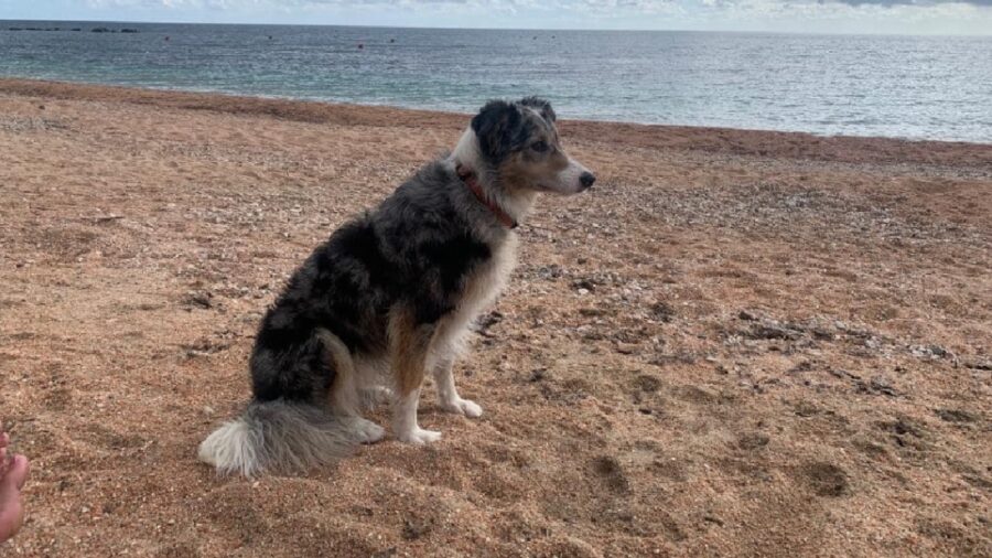 cane femmina border collie