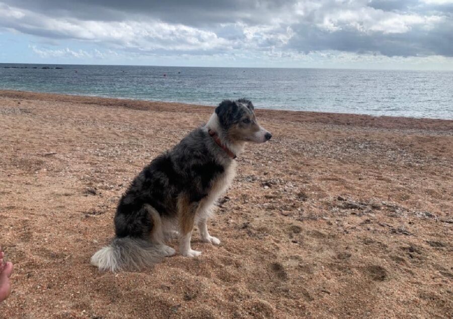 cagnolina tessa guarda la spiaggia