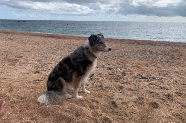 Olbia, Border Collie tricolore scompare improvvisamente, da più di un mese proseguono le ricerche per Tessa