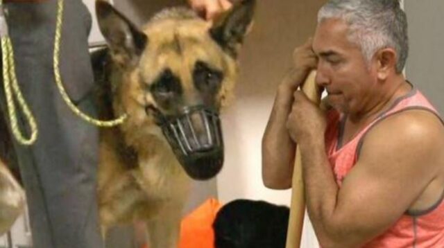 L’uomo gentile sussurra al cane aggressivo e lo trasforma in un cucciolo docile e affettuoso