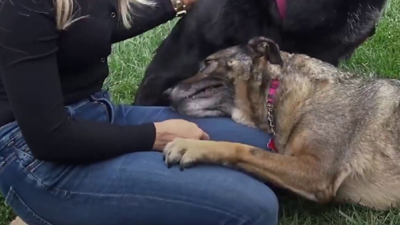 cane rinato grazie ai padroni