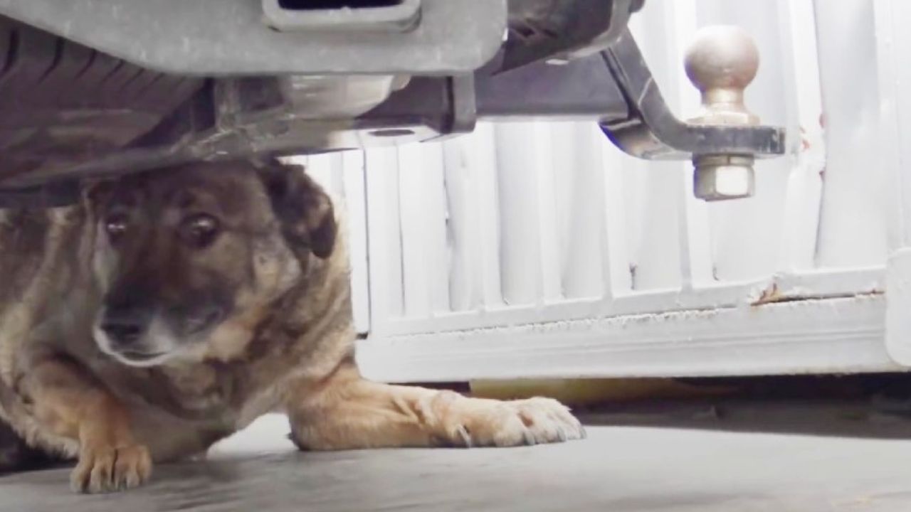 cane disteso sotto l'auto