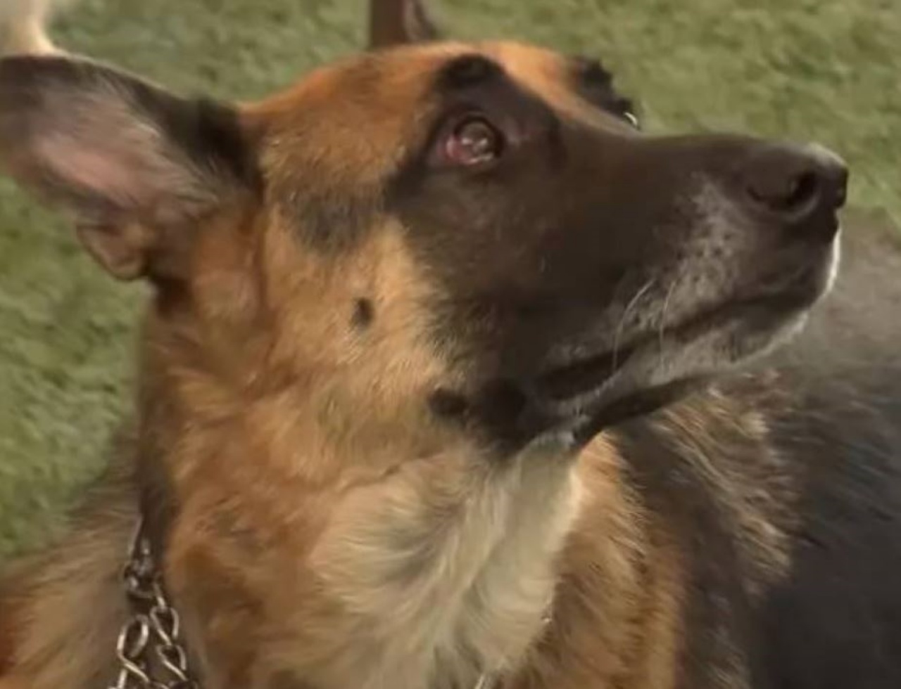 un cane di razza Pastore Tedesco