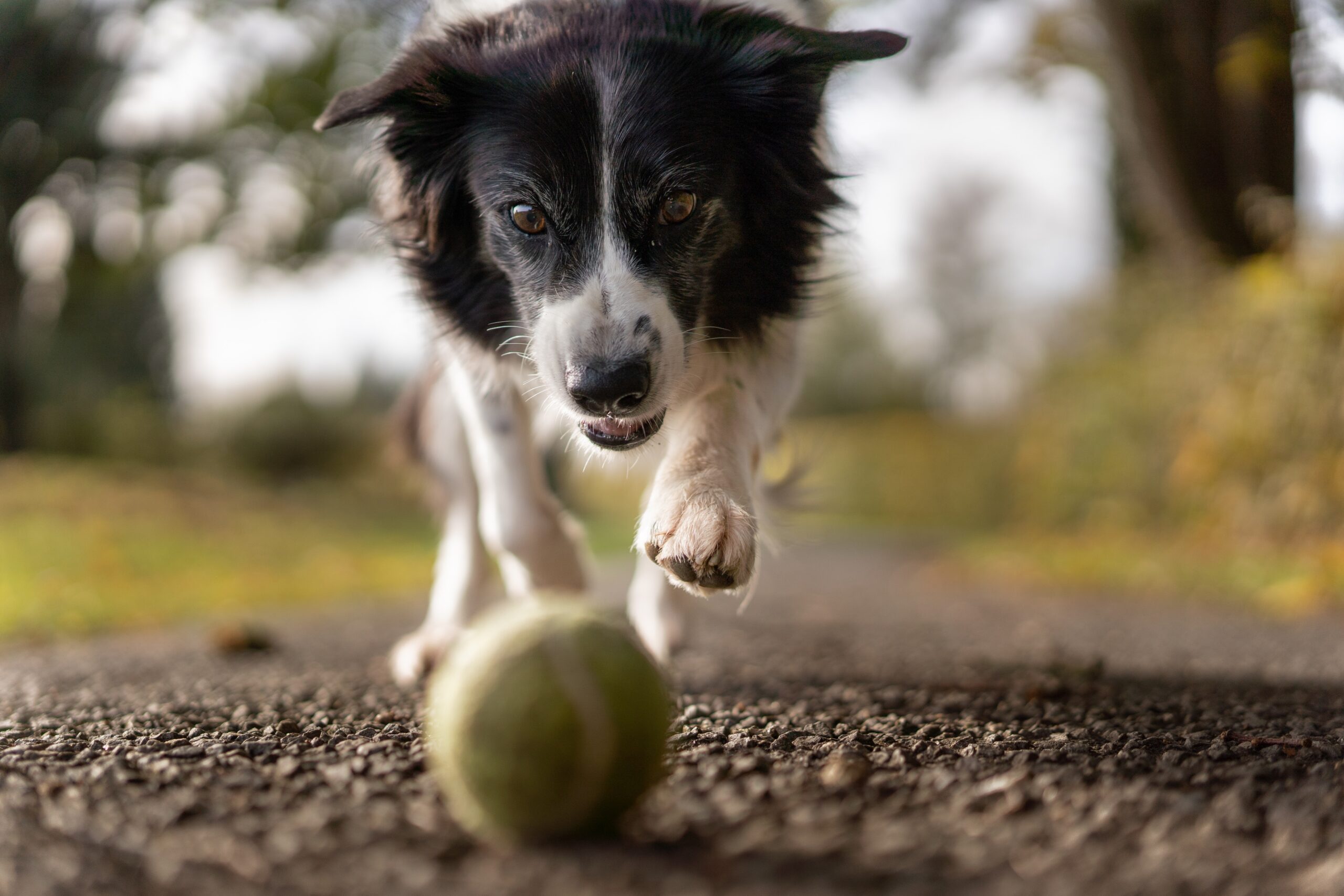 cane segue pallina