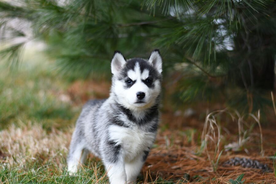 cucciolo di cane husky