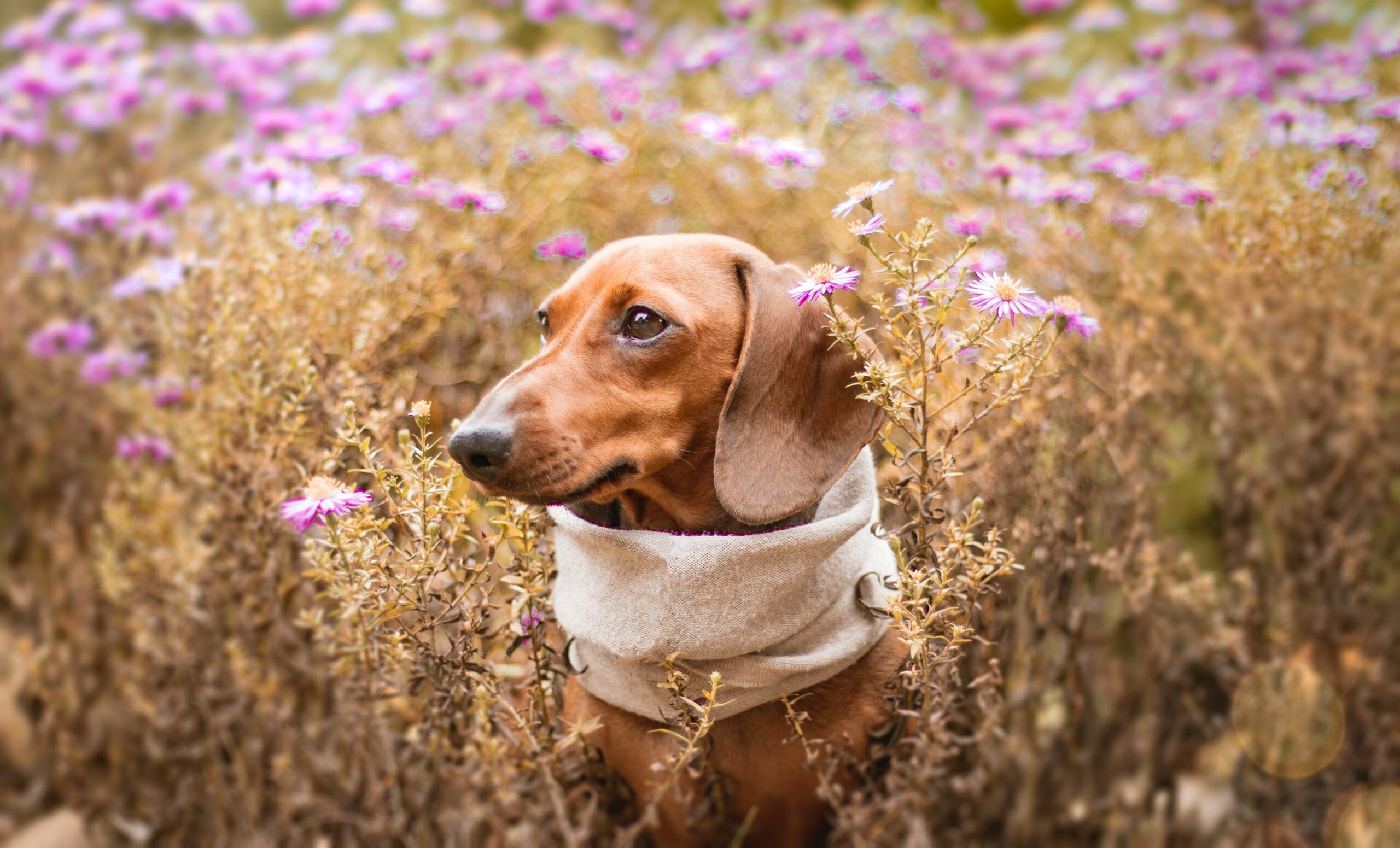 cane bassotto