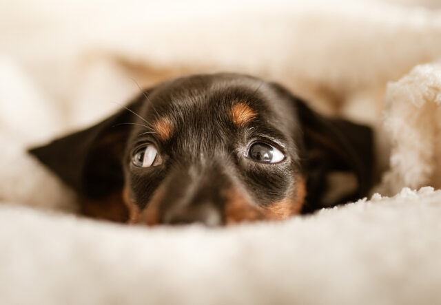 Quali sono i pensieri di un cane?