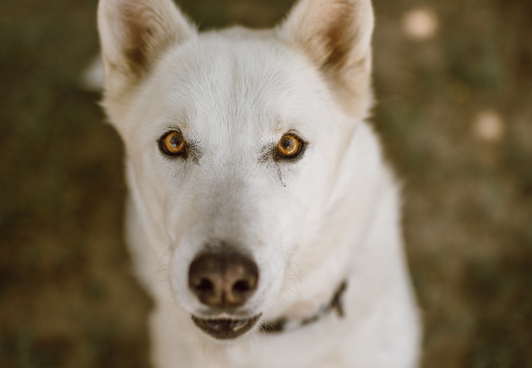 cane che guarda