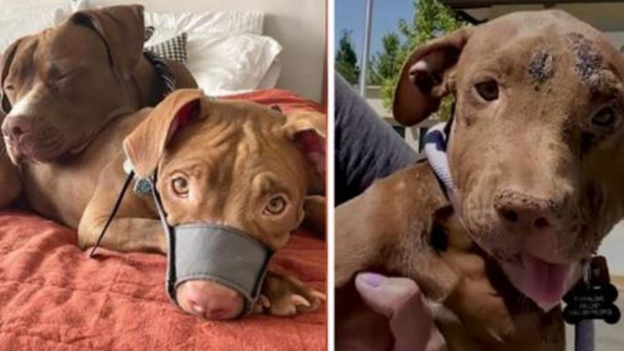 un cane di razza Pit Bull con una museruola