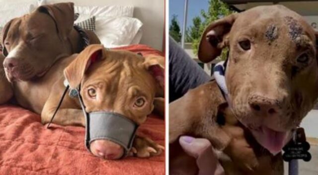 Il Pitbull prega la sua mamma di tornare indietro per adottare il suo fratellino adorato