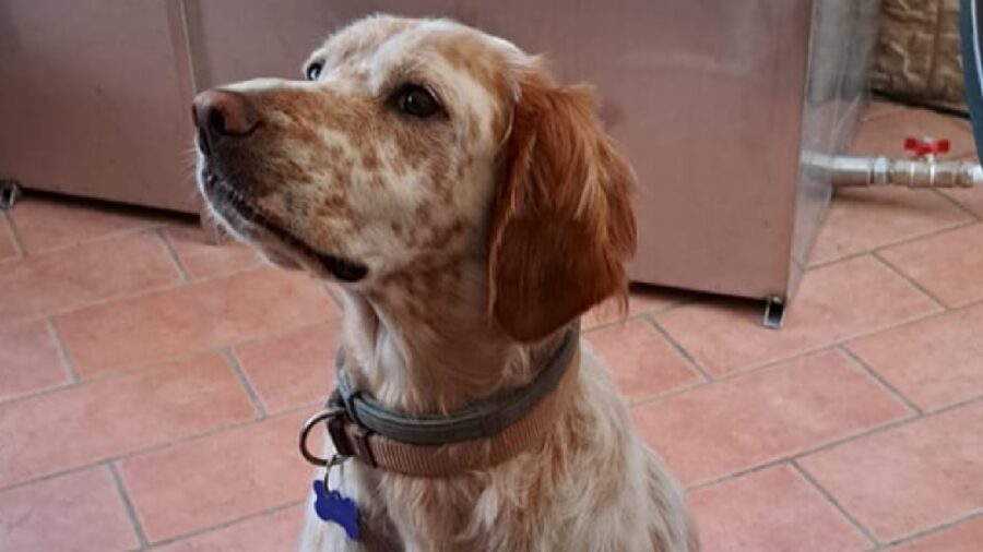 cane otis razza setter inglese