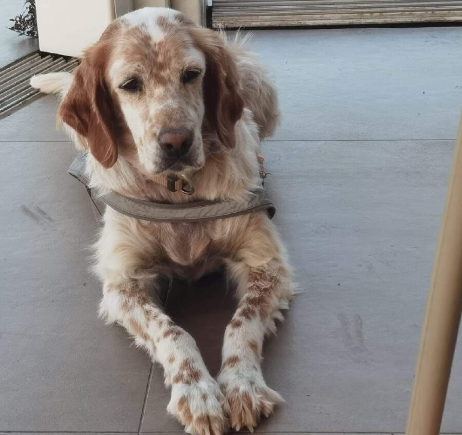 cane indossa pettorina grigia