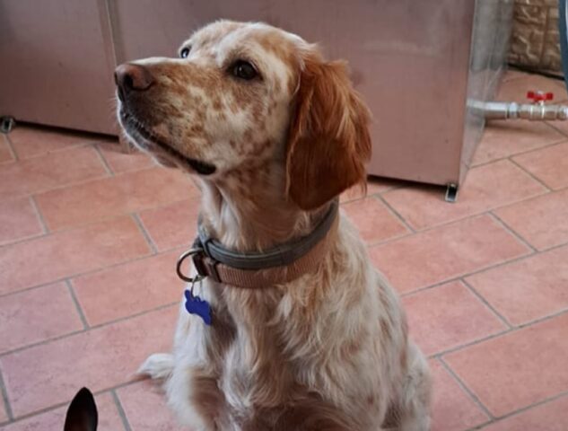 Popoli, scappa via dal cancello di casa finendo per perdersi, non si trova più da giorni un cane Setter di nome Otis