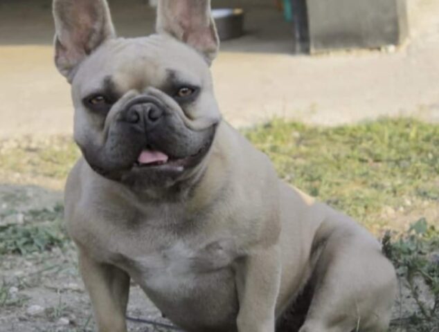 Quarto, Mulan si è persa o è stata rapita, non è chiara la sorte di questa cagnolina Bulldog Francese