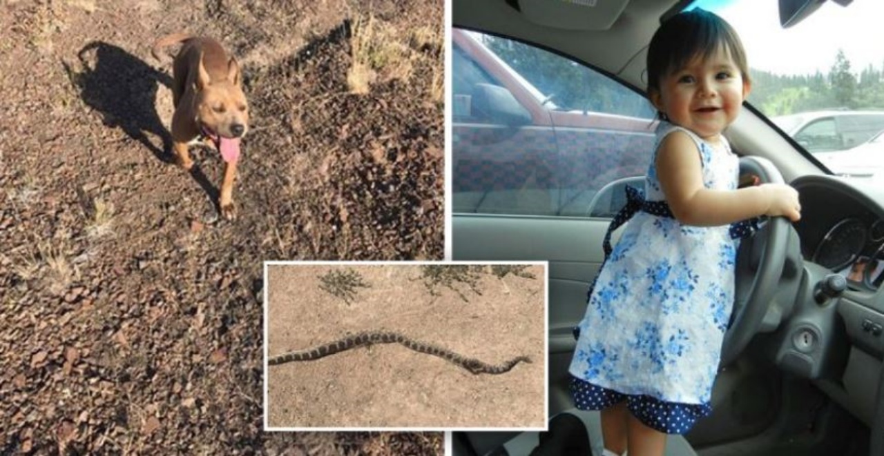 un serpente morto, un Pit Bull in un campo e una bambina in macchina