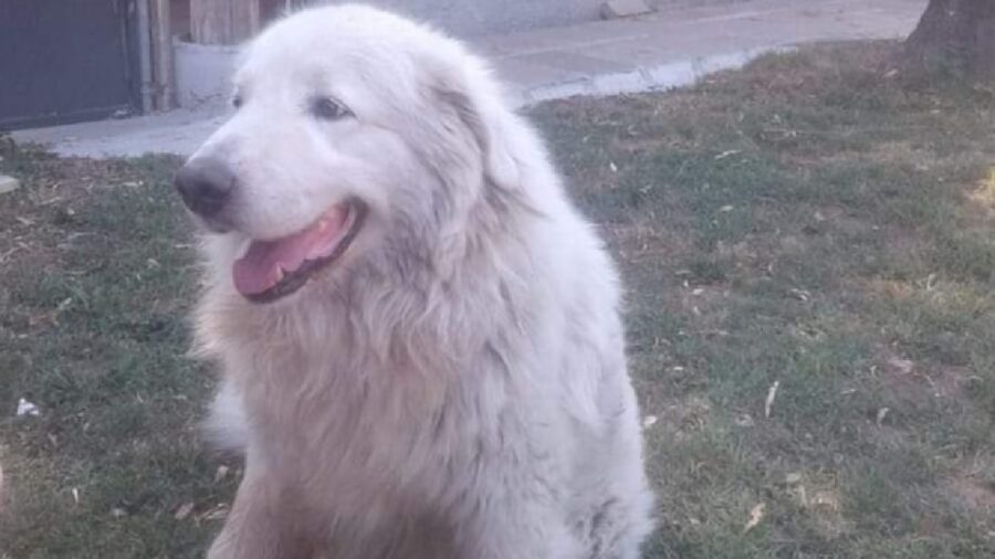 cane pastore abruzzese pelo bianco