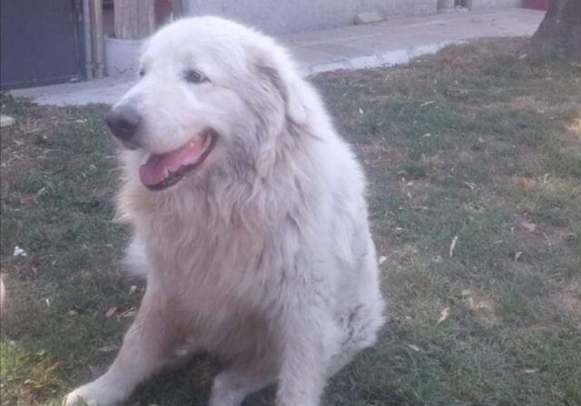 Romanengo, cane Pastore Maremmano viene smarrito, i proprietari di Artù non perdono la speranza