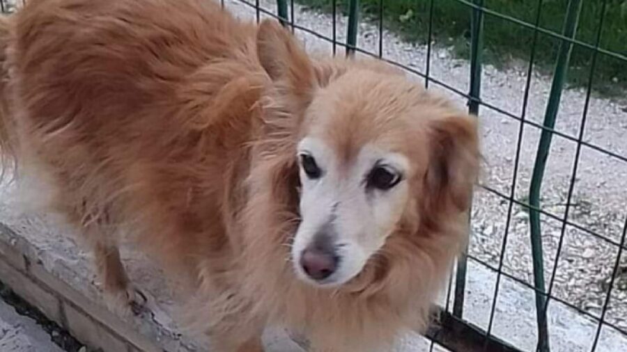 cagnolina pelo rossastro