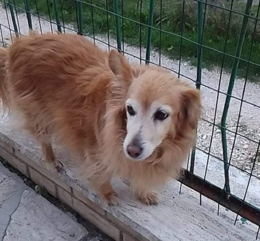 cagnolina naso grosso rosso