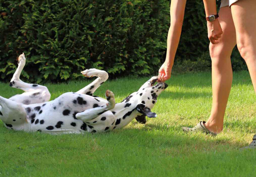 cane gioca con ragazza in giardino