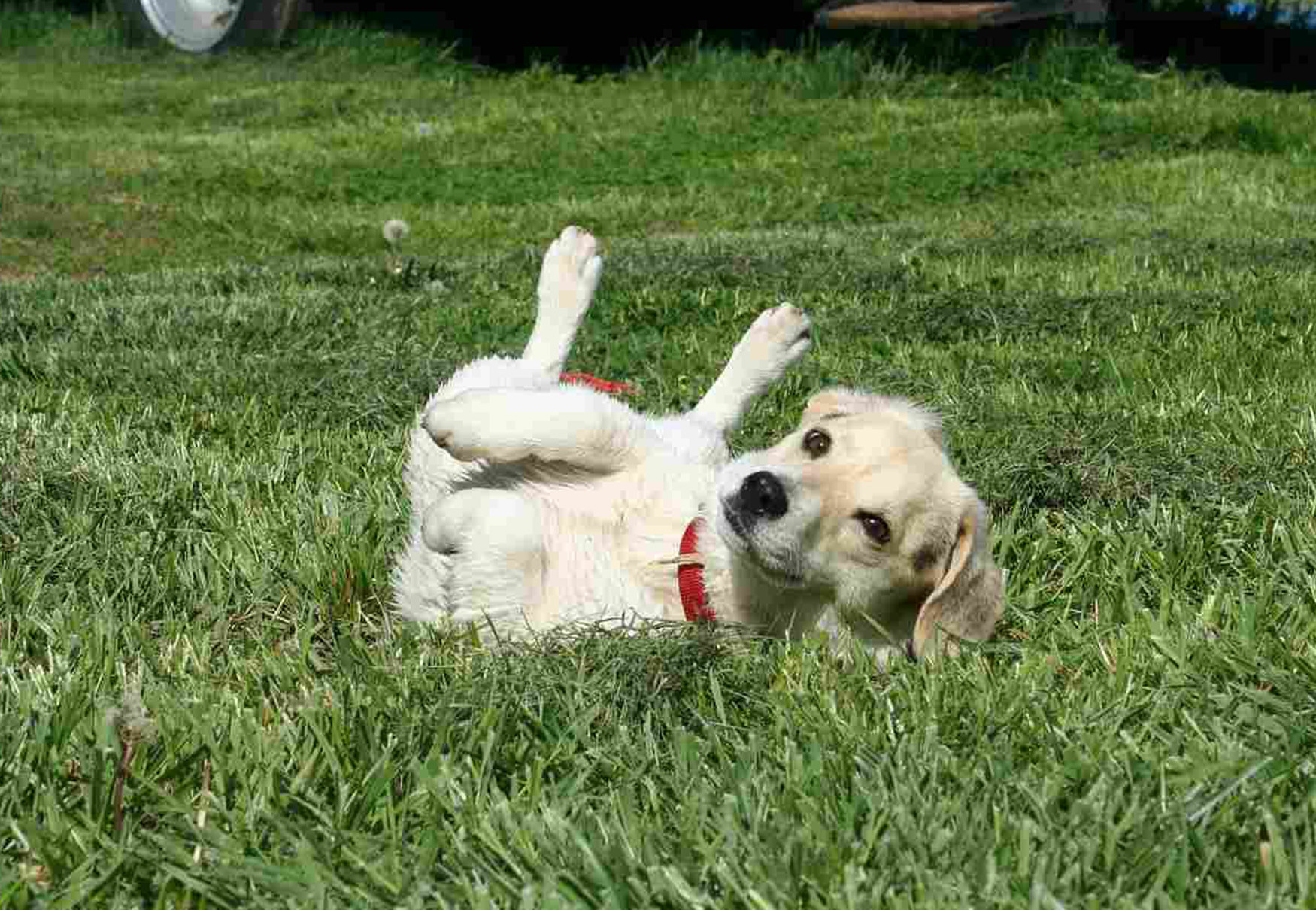 cucciolo di cane gioca all'aperto