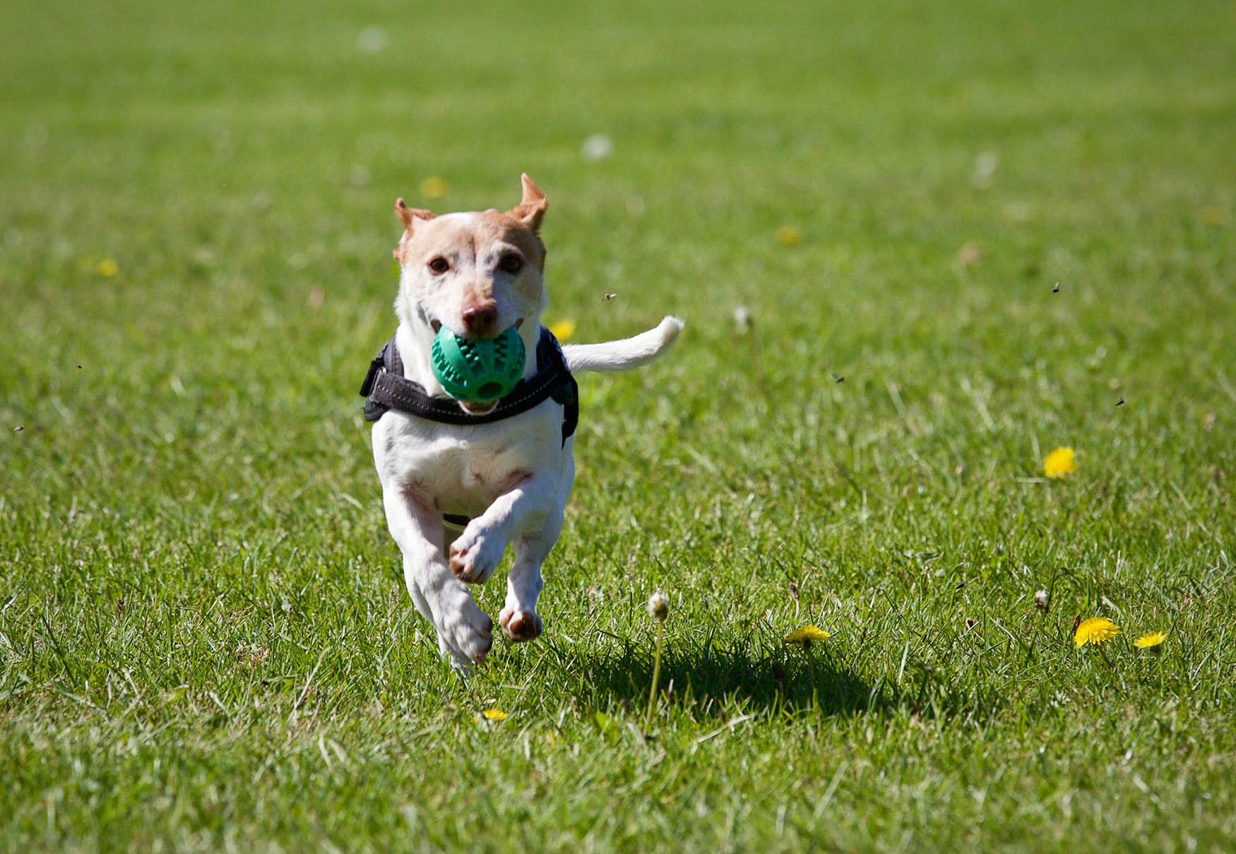 cane riporta la pallina