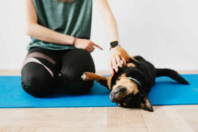 Cos’è lo shaping per il cane e quando serve questo addestramento