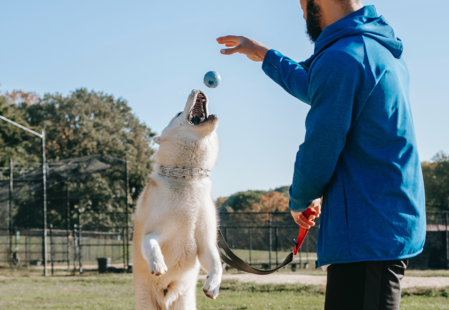 cane gioca al parco