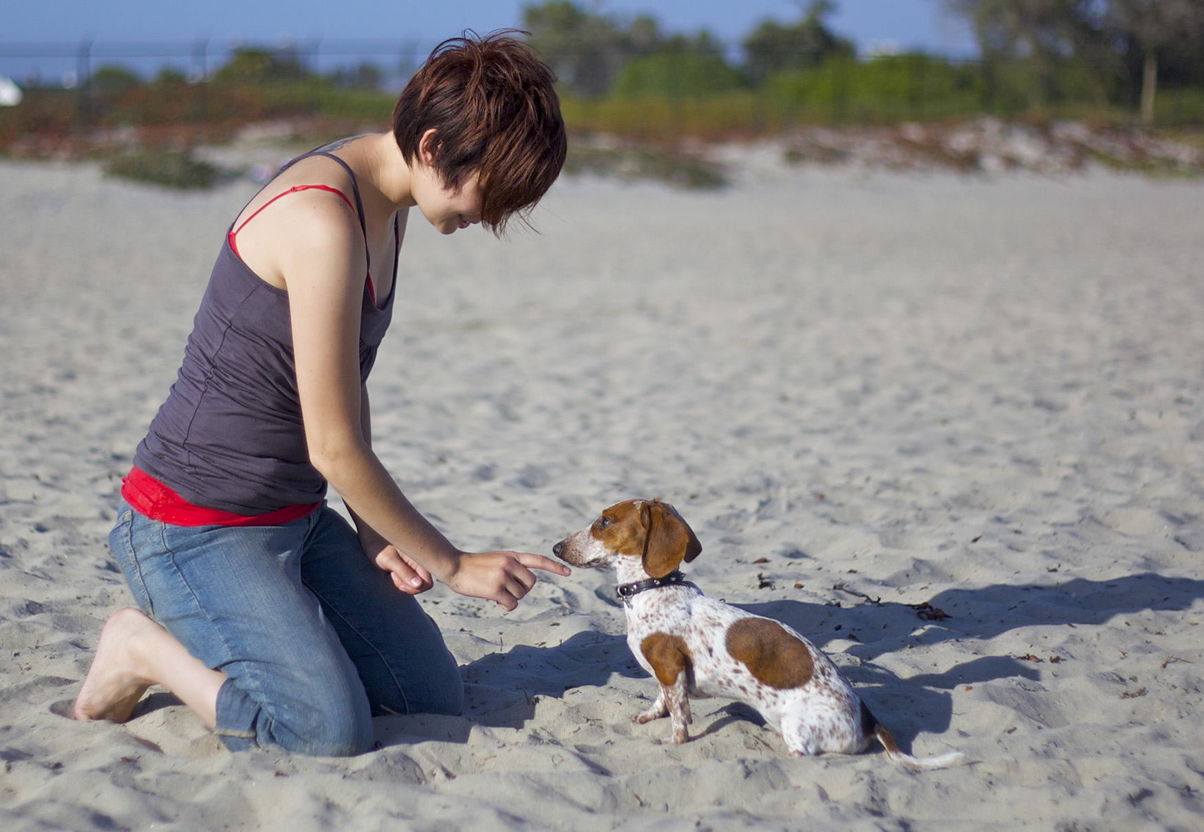 cane in addestramento sulla spiaggia